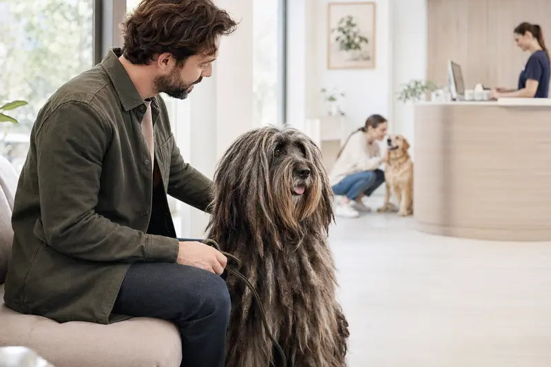 Ein Bergamasco Shepherd Dog sitzt ruhig neben seinem Besitzer im hellen Wartezimmer einer modernen Tierarztpraxis.